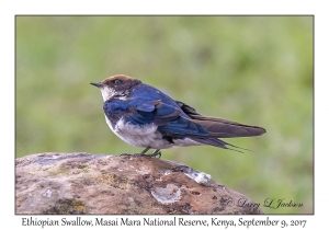 Ethiopian Swallow