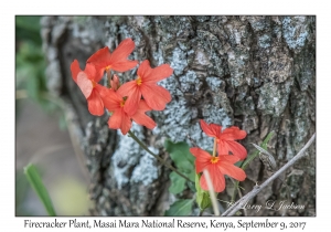 Firecracker Plant