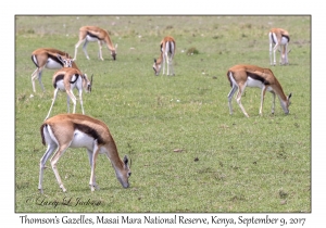 Thomson's Gazelles