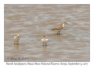 Marsh Sandpipers