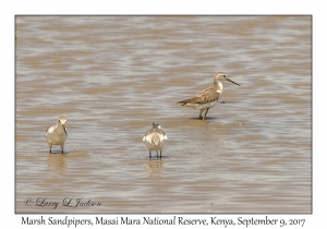 Marsh Sandpipers