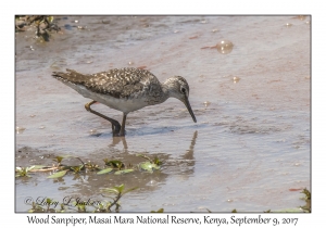 Wood Sandpiper