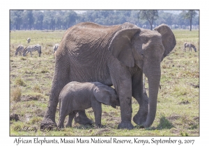 African Elephants