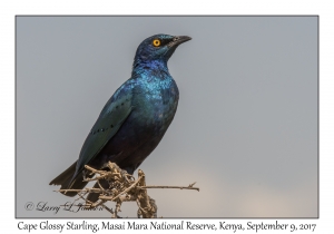 Cape Glossy Starling