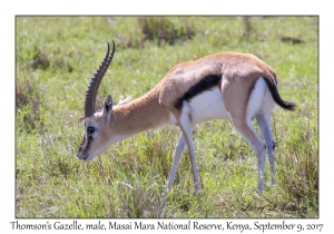 Thomson's Gazelle