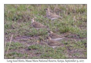 Long-toed Stints