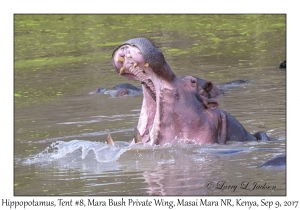 Hippopotamus