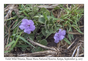 Violet Wild Petunia