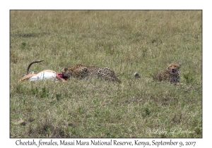 Cheetahs