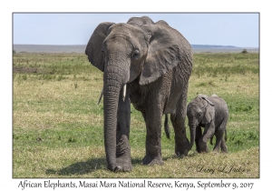 African Elephants