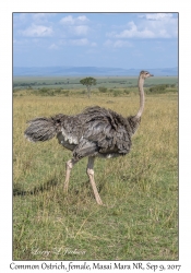 Common Ostrich