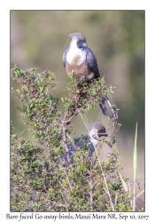 Bare-faced Go-away-birds