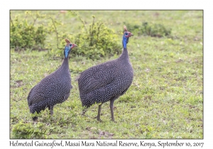 Helemted Guinefowl