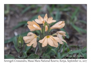 Serengeti Crossandra