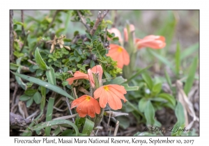 Firecracker Plant