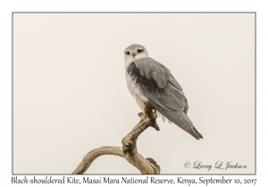 Black-shouldered Kite