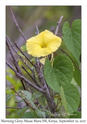 Yellow Morning Glory