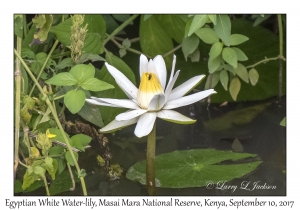 Egyptian White Water-lily