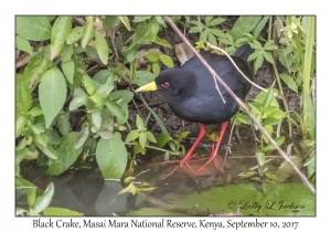 Black Crake