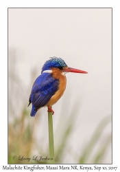 Malachite Kingfisher