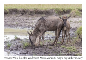 Western White-bearded Wildebeest