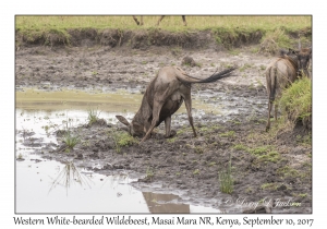 Western White-bearded Wildebeest