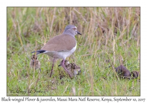 Black-winged Plovers