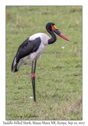 Saddle-billed Stork