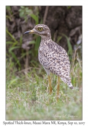 Spotted Thick-knee