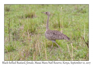 Black-bellied Bustard