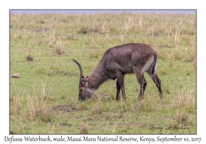 Defassa Waterbuck