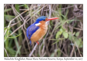 Malachite Kingfisher