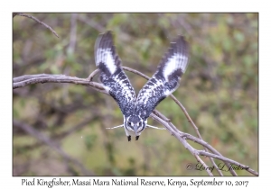 Pied Kingfisher