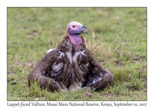 Lappet-faced Vulture