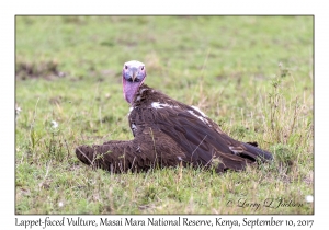 Lappet-faced Vulture