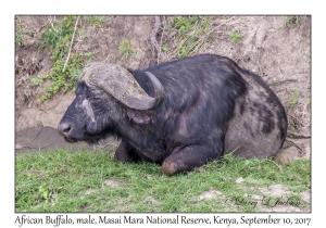 African Buffalo