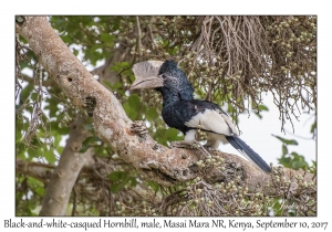 Black-and-white-casqued Hornbill