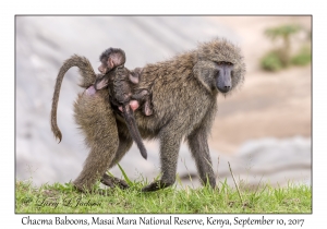 Chacma Baboons