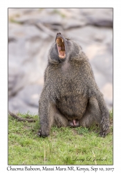 Chacma Baboon