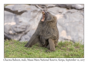 Chacma Baboon