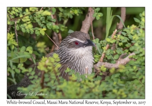 White-browed Coucal