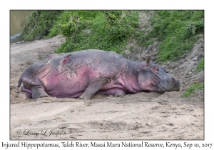 Injured Hippopotamus