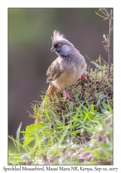 Speckled Mousebird