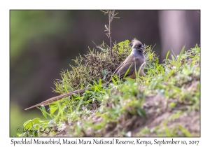 Speckled Mousebird