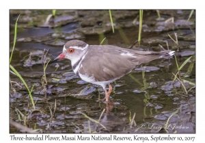 Three-banded Plover