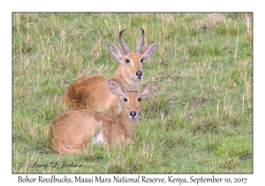 Bohor Reedbucks