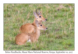 Bohor Reedbucks