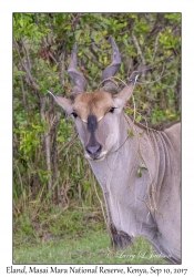 Eland