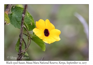 Black-eyed Susan