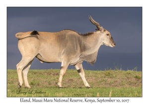 Eland